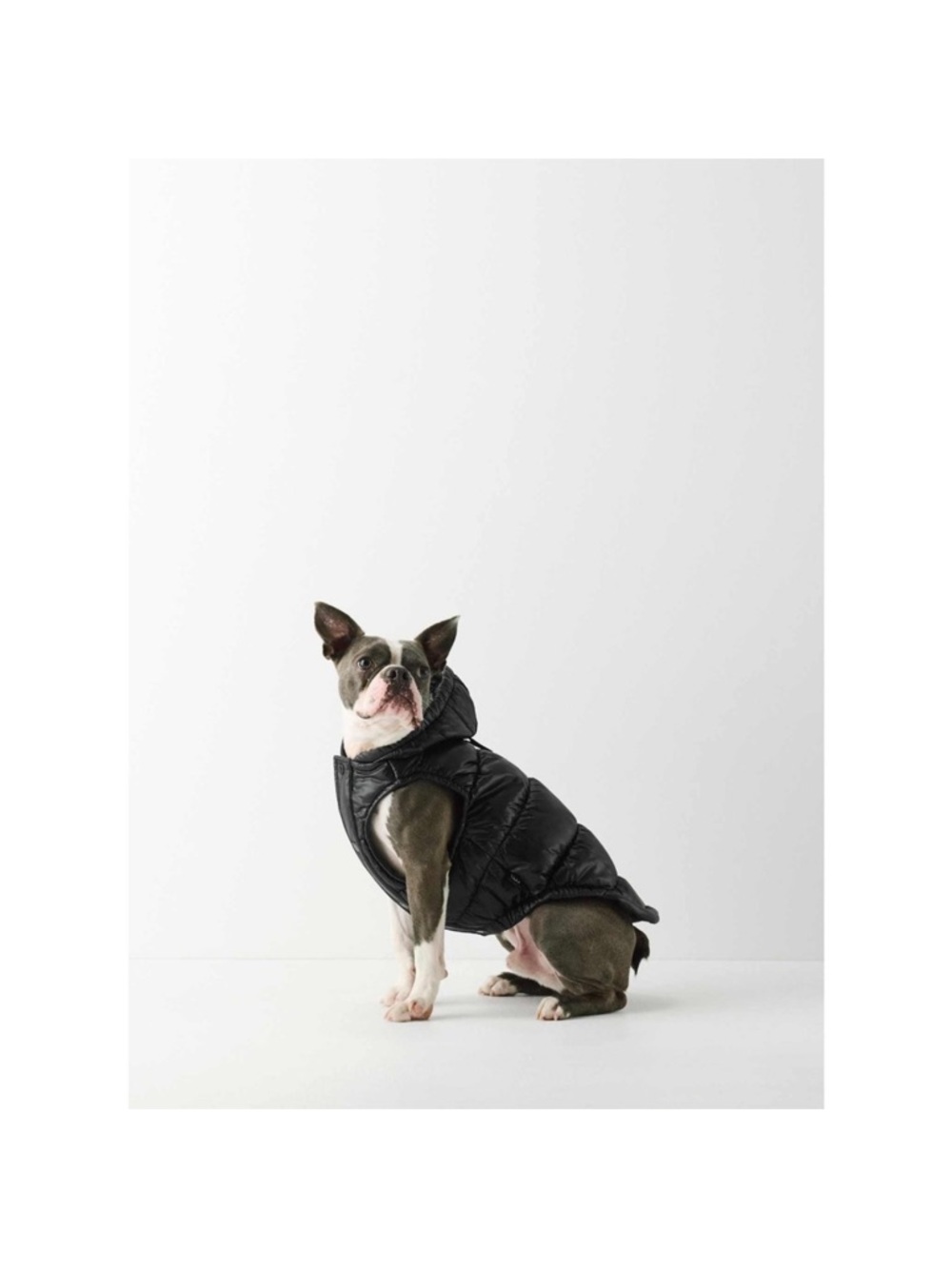 Aritzia Super Ruff Puff Dog
Jacket Size 2XSmall Black
Primaloft NEW